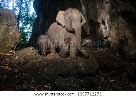 elephant wild animals  in tropical forest 