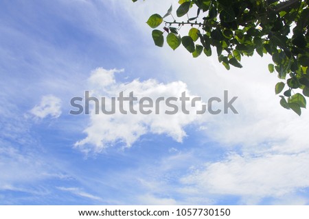 Look through the big trees, see the bright blue sky and clouds sky