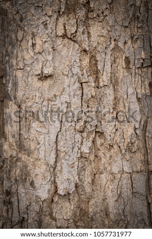 old tree bark in the background.