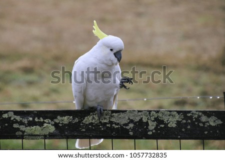 cockatoo perched on garden fence