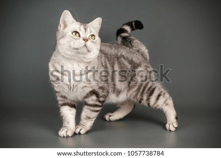 american shorthair silver cat