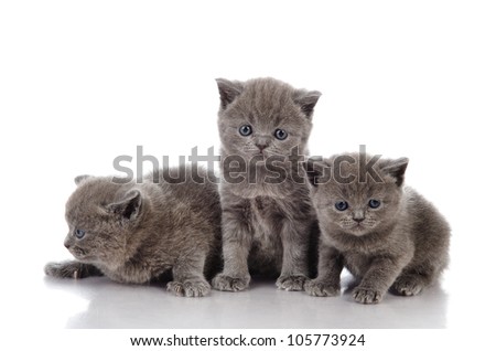 three little british kittens. isolated on white background