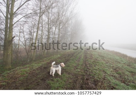 wire haired fox terrier dog on river bank with fog in background, isolated with copt space, cold winter
