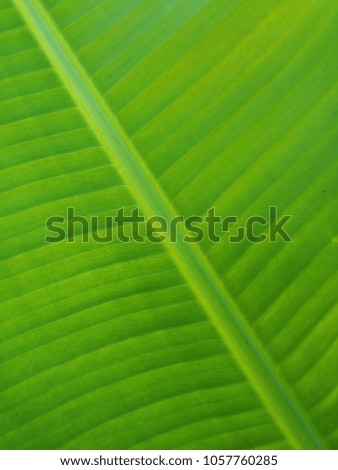 fresh green leaf texture, green banana leaf textured background 