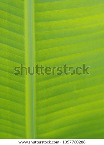 fresh green leaf texture, green banana leaf textured background 