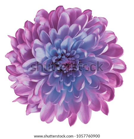Chrysanthemum  violet-blue. Flower on  isolated  white  background with clipping path without shadows. Close-up. For design. Nature.