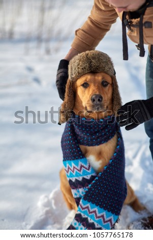 dog in winter clothes with a scarf and fur hat. The owner dresses the pet for heat.