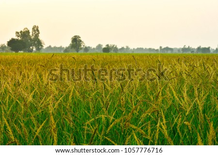 jungle rice, birdsrice,Echinochola colonumWeeds in rice fields The most similar to rice. Can be propagated quickly. Resistant to drought and herbicides spread in Southeast Asia, Thailand, Laos, Myanma