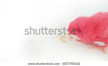 beautiful little chicken eat food isolated on the white