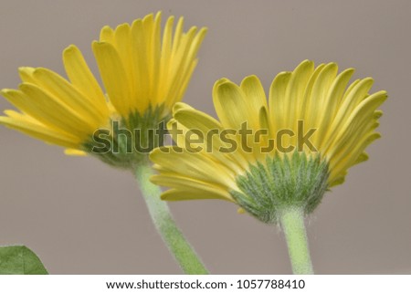 Closeup of two wonderful yellow daisies in a garden in Germany
