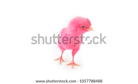 Chicken who is represented on a white background
