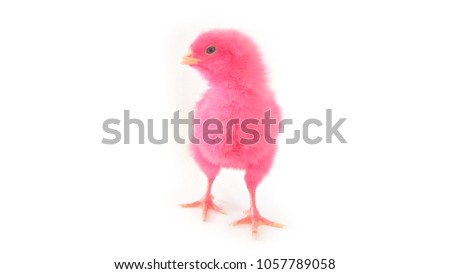 little chicken isolated on the white