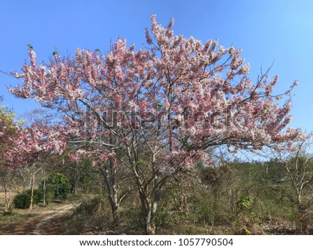 beautiful pink Thai sakura blooming during winter in Thailand, Prunus cerasoidused or wild Himalayan cherry view on blue sky, selective focus, photo form mobile.