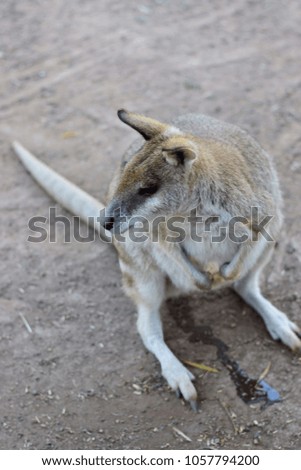 Close up of Kangaroo at the zoo