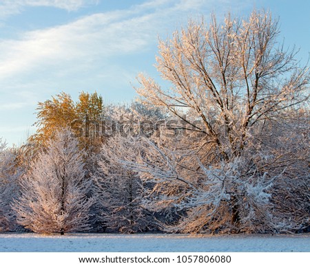 Cinisello Balsamo, snow-covered trees in the Grugnotorto park