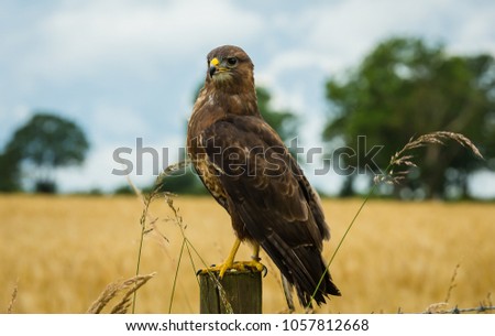 Common Buzzard (Buteo buteo) sat on a fence post in a cornfield in the English Countryside.  The buzzard is facing left. Blue sky, trees and a cornfield in the background.  Landscape. Horizontal. Royalty-Free Stock Photo #1057812668