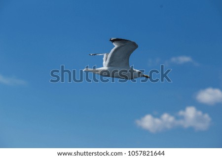 Flying seagull, blue sky