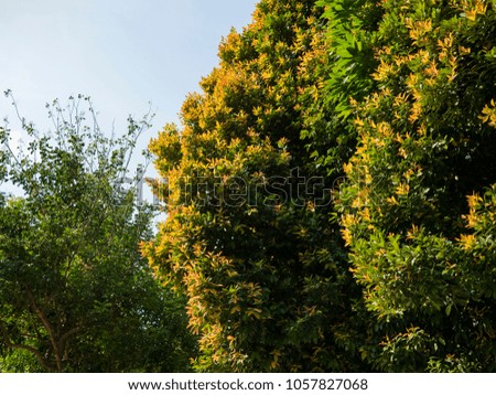 A beautiful photo of a tree green and yellow leaves, taken on a sunny spring day