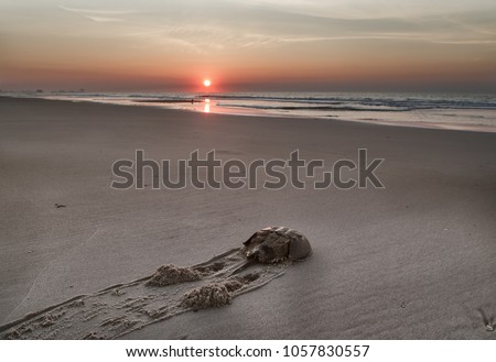 Horseshoe crab  crawls along the sandy beach to the ocean. Sunrise.Atlantic ocean beach. Md.USA Royalty-Free Stock Photo #1057830557