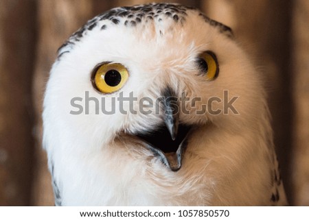 snow owl on background, technical cost-up.