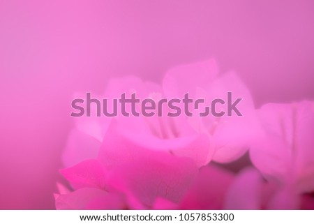 The soft pink bougainvillea flowers background.