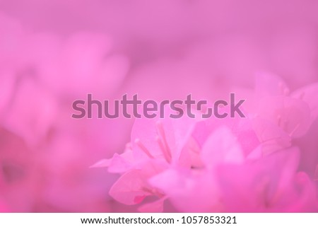 The soft pink bougainvillea flowers background.