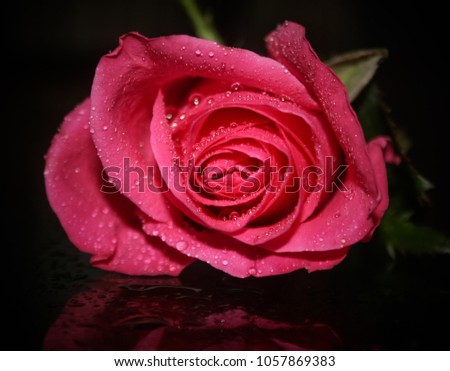A close-up photograph of a blossoming pink rose covered in water droplets on a reflective glass surface. This photo was taken in Brisbane, Australia. 