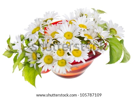Gentle summer daisies for my beloved mother isolated