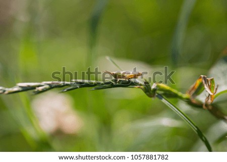 A grasshopper in the garden on a leaf