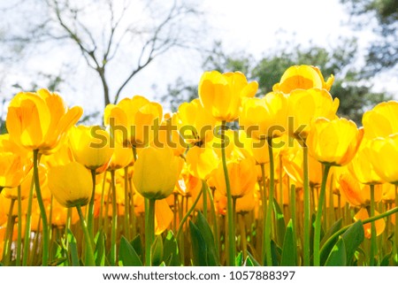 Fresh yellow tulip with bokeh background.