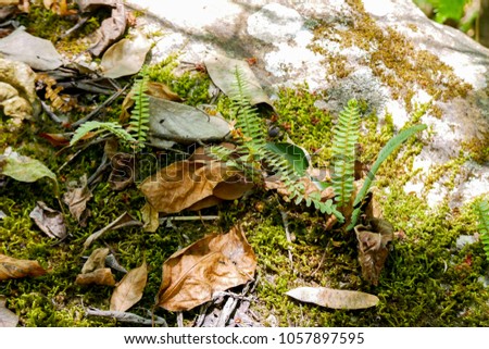 Fern,moss and lichen on a rock