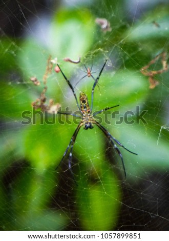 Asian Tropical Spiders in a Web at Sungei Buloh Wetlands Nature Reserve in Singapore