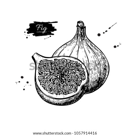 Fig vector drawing. Hand drawn fruit and sliced piece. Summer food engraved style illustration. Detailed vegetarian sketch. Great for label, poster, print, menu Royalty-Free Stock Photo #1057914416