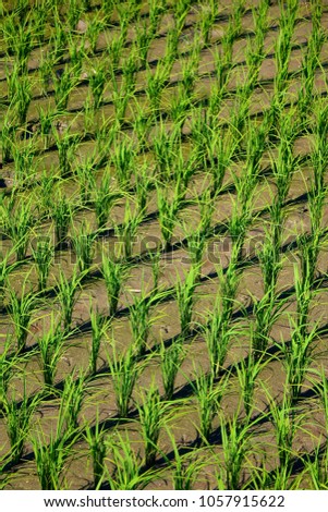Background of the paddy rice in green farmland