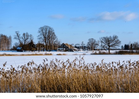 winter rural scene with snow and tree trunks in cold weather. sunny day in forest