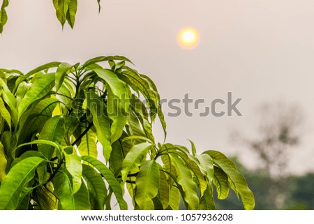 Leaves with the morning sun.
