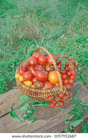 Tomato mix in a basket. Colorful  tomatoes arrangement in knitted basket. Space for text.