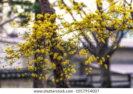 yellow spring blossoms of cornus officinalis taken in korea