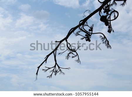 Silhouette of a branch