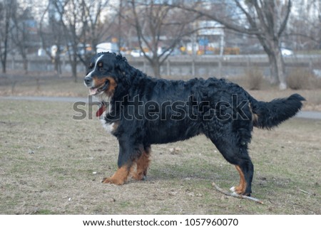 Bernese Mountain Dog. Swiss mountain dog in the park.