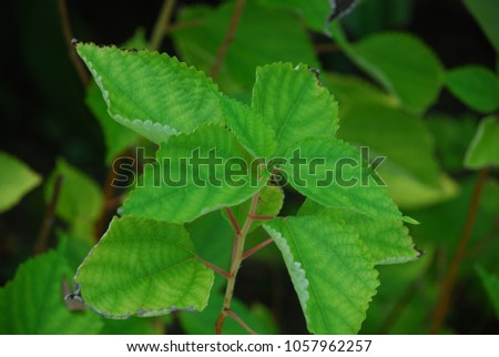 Boehmeria nivea Leaf cuttings are alternate on large rounded leaves with wavy edges. Leaves are green. And white under the leaves. Small white flowers, dark green seeds, round seeds and small seeds.
 Royalty-Free Stock Photo #1057962257