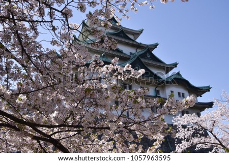 Nagoya castle surrounded by cherry blossom which is called 'Sakura' in Japan, very popular to be outside to watch this natural beauty, March 2018, Nagoya