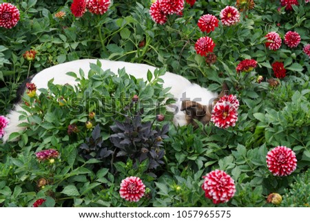 Close-up of a young white-brown dog lies and rests in red dahlias on a flowerbed in the foothills of the Caucasus 