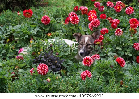 Young Caucasian white-brown dog lies in red dahlias on a flowerbed in the foothills of the Caucasus                               