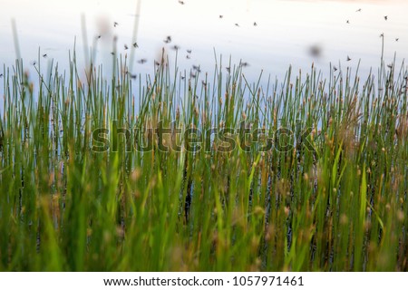 A swarm of mosquitoes over the marsh grass. Royalty-Free Stock Photo #1057971461