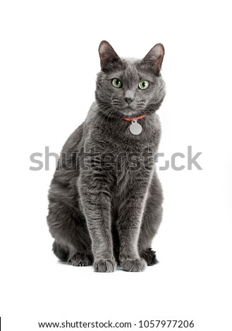 Portrait of a beautiful and funny gray cat in a red collar. He sits and looks. Russian blue cat, green eyes. Background is isolated.
