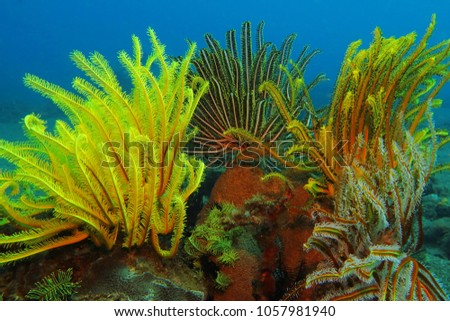 Detail of underwater life on the coral reef. Colorful sea lily. Scuba diving underwater picture from color wildlife reef.