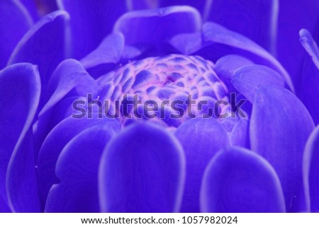Blue flower, Close up petal of blue Torch ginger flower or blue flower image use for web design and wallpaper background