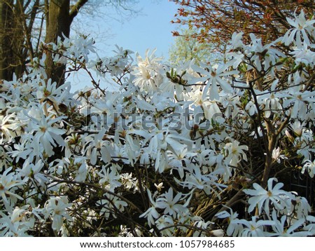 macro photo with a decorative backdrop of the beautiful white petal flowers perennial shrub of the Magnolia in the period of the spring bloom as the source for design, prints, posters, interiors