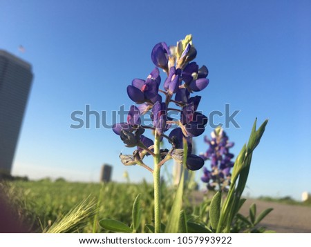 Close-up of a Texas bluebonnet against a blue sky in the morning